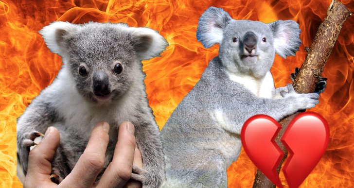 Skogsbränder, Australien, koala